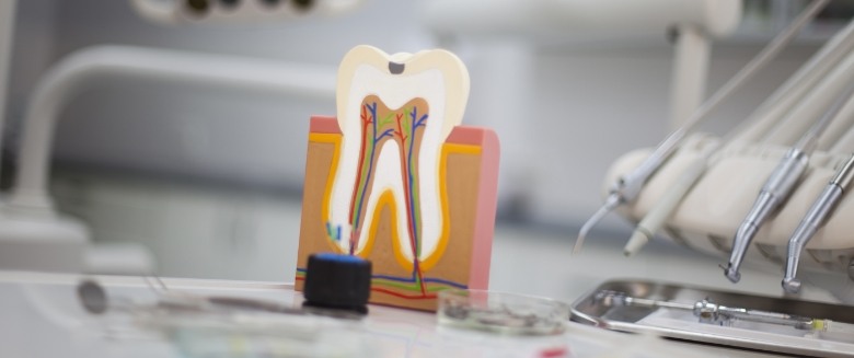 Model of tooth on table next to dental instruments