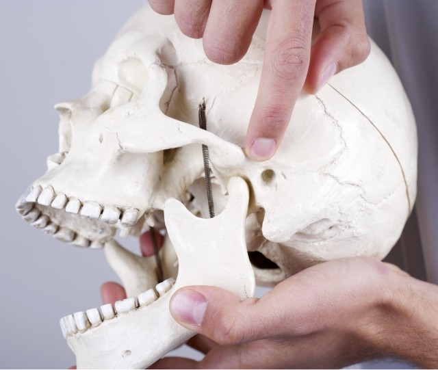 Pointing to jaw on model of skull